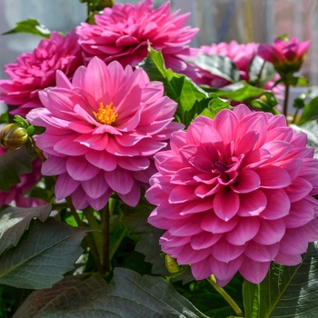 Dahlia 'XXL Paraiso'