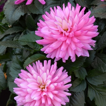 Dahlia 'XXL Veracruz'