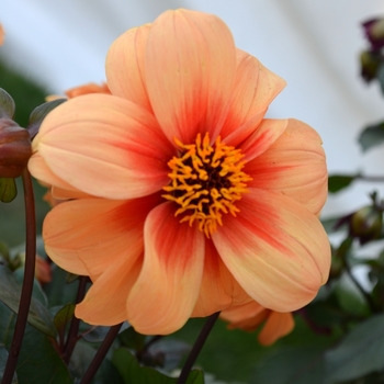 Dahlia Dreamy® 'Eyes'