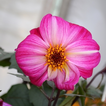 Dahlia 'Fusion' 