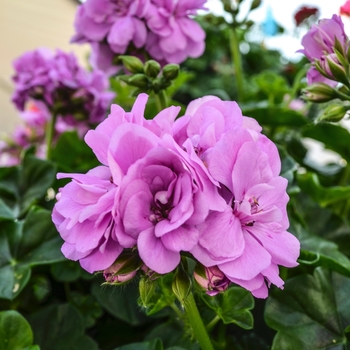 Pelargonium peltatum Great Balls of Fire™ Lavender