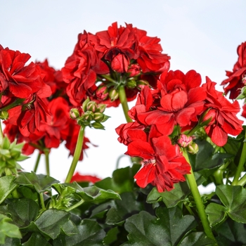 Pelargonium peltatum Great Balls of Fire™ Red