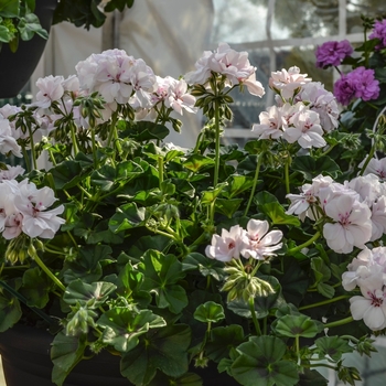 Pelargonium peltatum Great Balls of Fire™ White