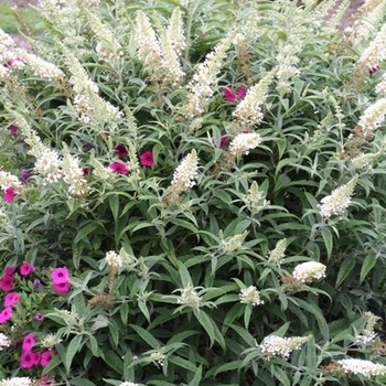 Buddleia davidii 'White Ball' 