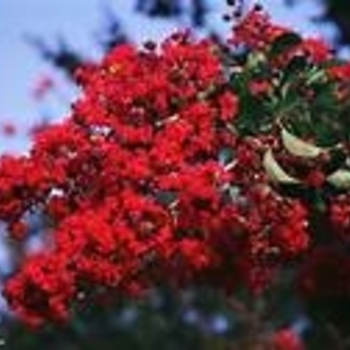 Lagerstroemia 'Regal Red' 