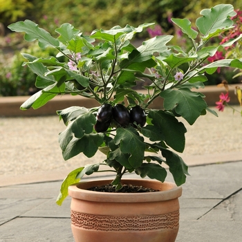 Solanum melongena 'Patio Baby' 