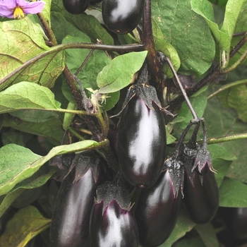 Solanum melongena 'Patio Baby' 