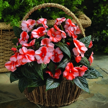 Impatiens hawkeri Florific® 'Sweet Orange'