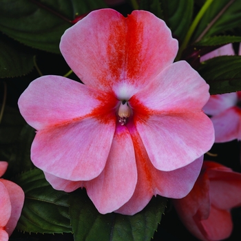 Impatiens hawkeri Florific® 'Sweet Orange' (071310)