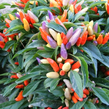 Capsicum annuum 'NuMex Easter' 