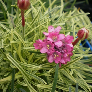 Armeria maritima 'Nifty Thrifty' 