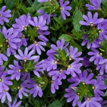 Scaevola aemula 'Blue' 