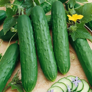 Cucumis sativus 'Saladmore Bush' 