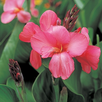 Canna x generalis 'Tropical Rose'