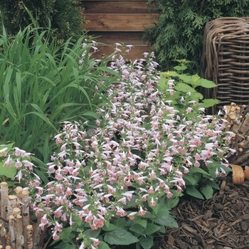 Salvia coccinea