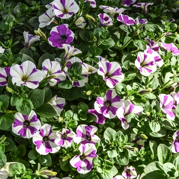 Petunia 'Peppy Lavender' 