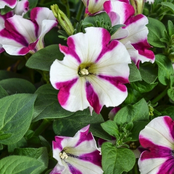 Petunia 'Peppy Purple' 