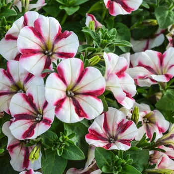 Petunia 'Peppy White' 