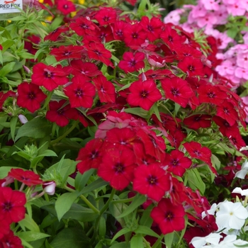 Phlox 'Phloxy Lady Burgundy' PPAF