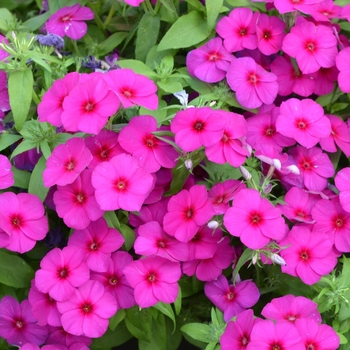 Phlox 'Phloxy Lady Purple' PPAF