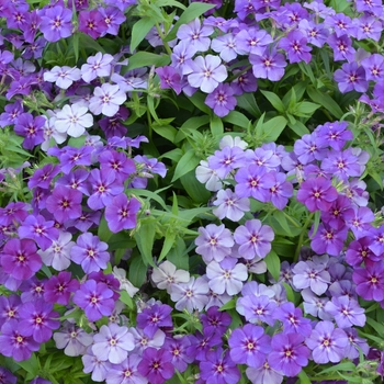 Phlox 'Phloxy Lady Purple Sky' PPAF