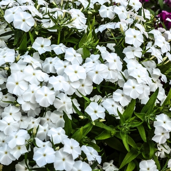 Phlox 'Phloxy Lady White'