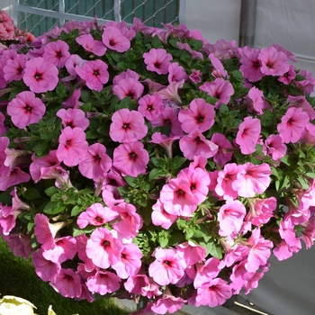 Petunia 'Potunia Plus Pinkalicious' 