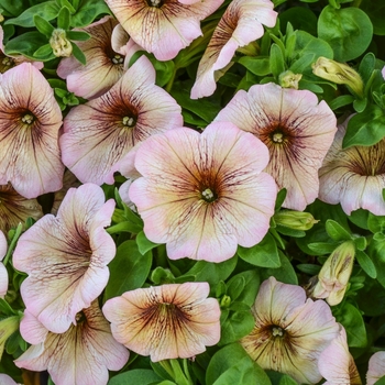 Petunia 'Potunia Plus Mochaccino' 