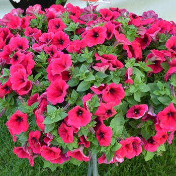 Petunia 'Potunia Plus Neon' 