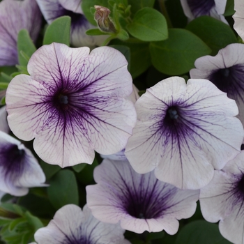 Petunia 'Potunia Piccola Blue Ice'