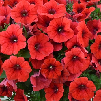 Petunia 'Potunia Piccola Dark Red'