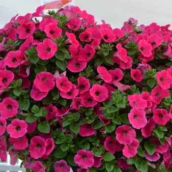 Petunia 'Potunia Piccola Hot Pink' 