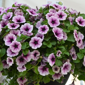 Petunia 'Potunia Piccola Purple Ice' 