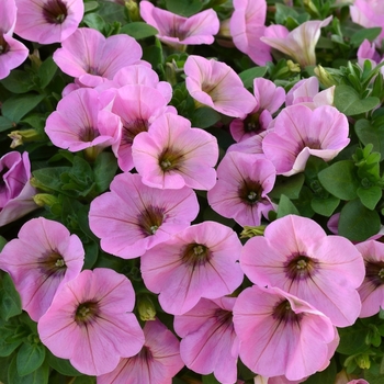 Petunia 'Potunia Piccola Royal Pink' 