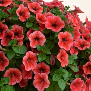 Petunia 'Potunia Piccola Strawberry'