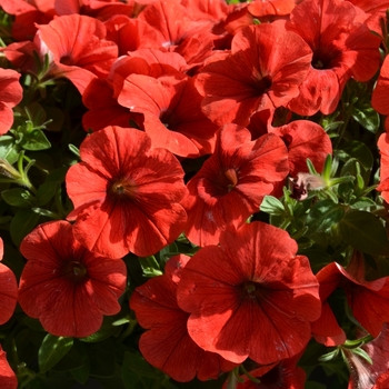 Petunia 'Potunia Plus Red' 