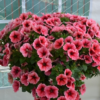 Petunia 'Potunia Plus Strawberry Ice' 