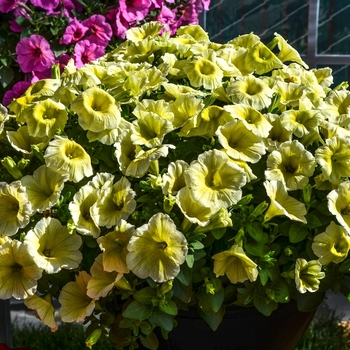 Petunia 'Potunia Plus Yellow' 