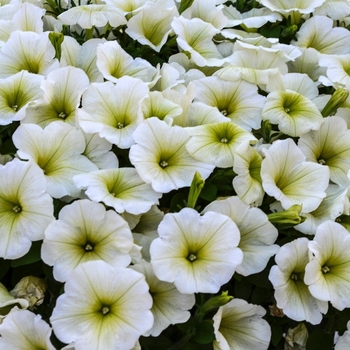 Petunia 'Potunia Popcorn' 