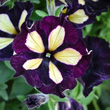 Petunia 'Queen Bee' 