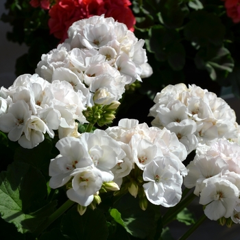 Pelargonium x hortorum 'Survivor White'
