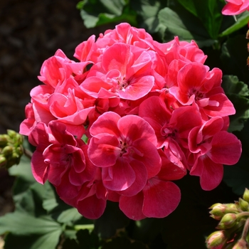 Pelargonium x hortorum 'Savannah Hot Pink Sizzle'