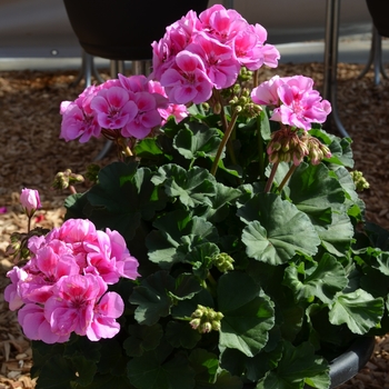 Pelargonium x hortorum 'Savannah Lavender Splash'