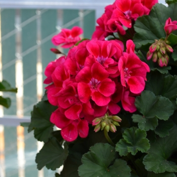 Pelargonium x hortorum 'Savannah Merlot Sizzle'