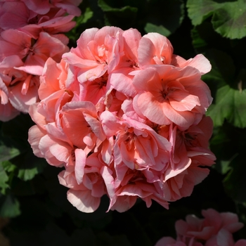 Pelargonium x hortorum 'Savannah Light Salmon'