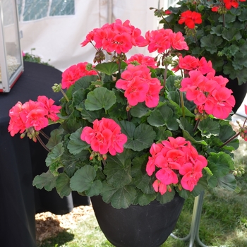 Pelargonium 'Sarita Punch'