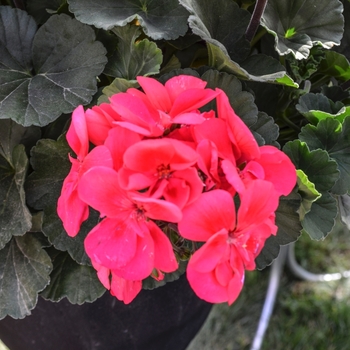 Pelargonium 'Sarita Punch' 