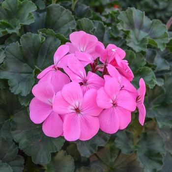 Pelargonium 'Sarita Pink'