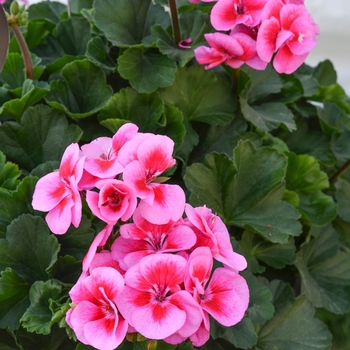 Pelargonium 'Sarita Lilac Splash'