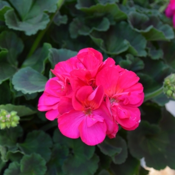 Pelargonium 'Pinnacle Neon' 